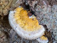 Wassertropfen an Baumpilz orange mit breitem weißen Rand